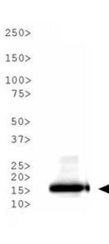 Histone H3 K9ac Antibody