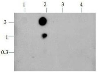Histone H3 K9ac/K14ac Antibody