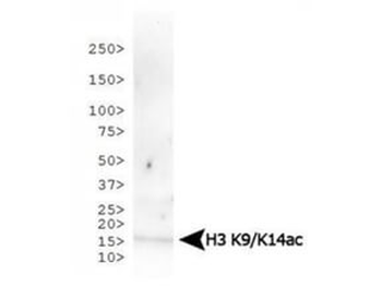 Histone H3 K9ac/K14ac Antibody