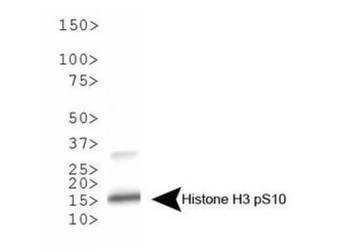 Histone H3 phospho S10 Antibody