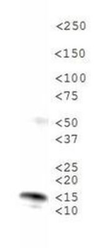 Histone H3 K18me1 Antibody