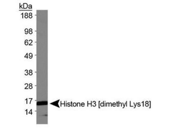 Histone H3 K18me2 Antibody