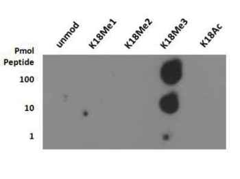 Histone H3 K18me3 Antibody