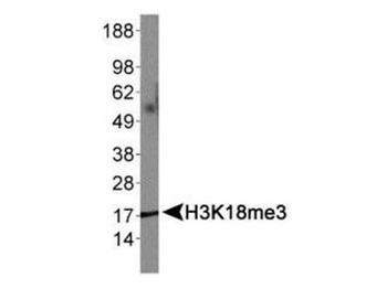 Histone H3 K18me3 Antibody