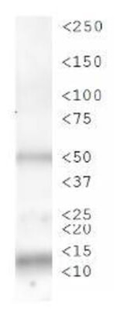 Histone H3 phospho S28 Antibody