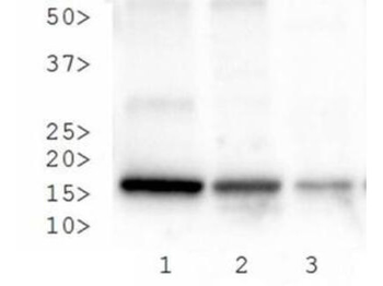 Histone H3 K27me3/phospho S28 Antibody