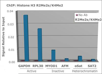 Histone H3 R2me2s/K4me2 Antibody