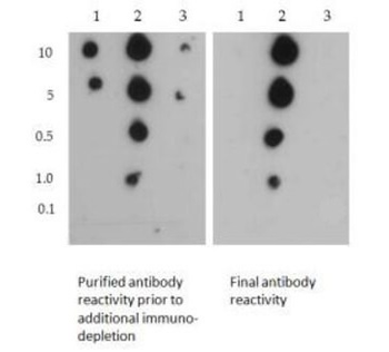 Histone H3 R2me2s/K4me2 Antibody