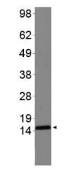 Histone H3 R2me2s/K4me2 Antibody