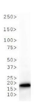Histone H3 K36me1 Antibody