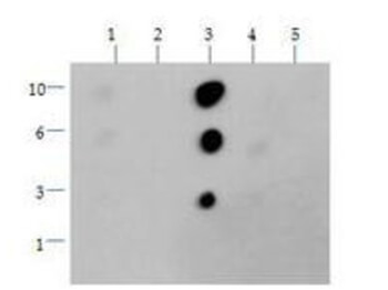 Histone H3 K36me2 Antibody