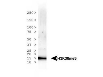 Histone H3 K36me3 Antibody