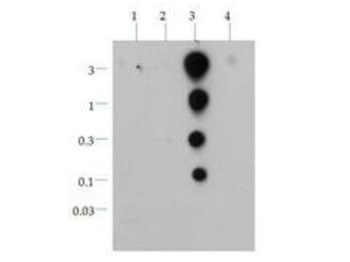 Histone H3 K36ac Antibody