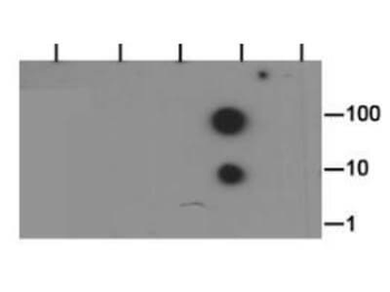 Histone H3 K37me2 Antibody