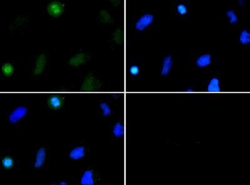 Histone H3 K37me2 Antibody