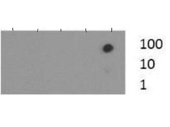 Histone H3 K37me3 Antibody