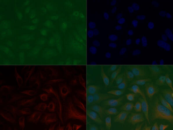 Histone H3 K37me3 Antibody