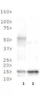 Histone H3 K37me3 Antibody