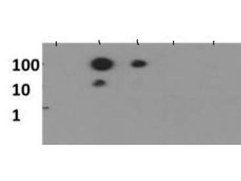 Histone H3 K56me1 Antibody
