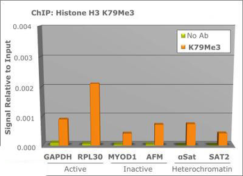 Histone H3 K79me3 Antibody