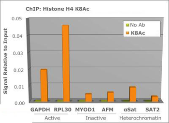 HIST4H4 Antibody