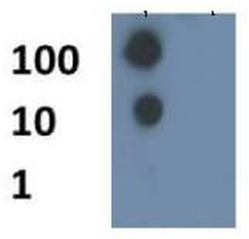 HIST4H4 Antibody