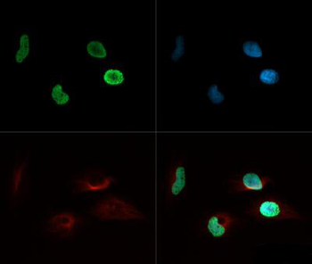 HIST4H4 Antibody