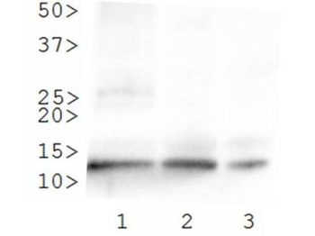 HIST4H4 Antibody