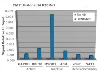 HIST4H4 Antibody