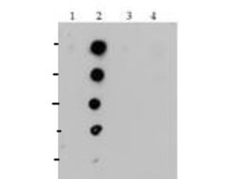 HIST4H4 Antibody
