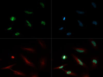 HIST4H4 Antibody