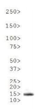 HIST4H4 Antibody