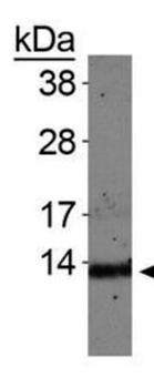 HIST4H4 Antibody