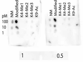 Histone H3 K4me3/K9ac Antibody