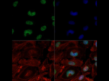 Histone H3 K4me3/K9ac Antibody