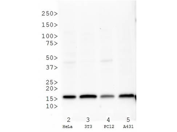 Histone H3 K27me3 Antibody