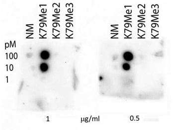 Histone H3 K79me1 Antibody