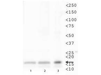 Histone H3 K79me1 Antibody