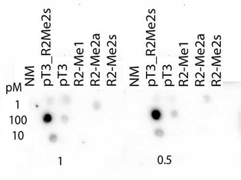 Histone H3 pT3/R2me2s Antibody