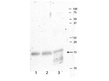 Histone H3 pT3/R2me2s Antibody