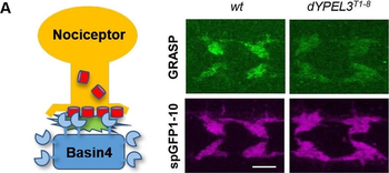 Ready-To-Use RFP Antibody Pre-adsorbed