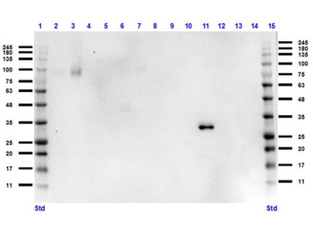 Ready-To-Use RFP Antibody Pre-adsorbed