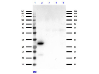 Ready-To-Use RFP Antibody Pre-adsorbed