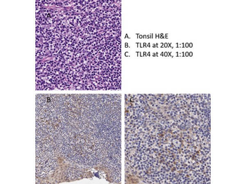 TLR4 Antibody