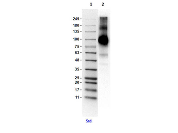 TLR4 Antibody