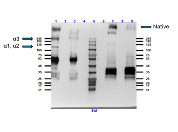 Collagen Type VI Antibody