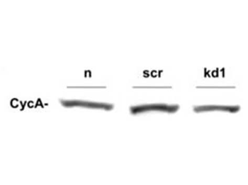 CCNA2 Antibody