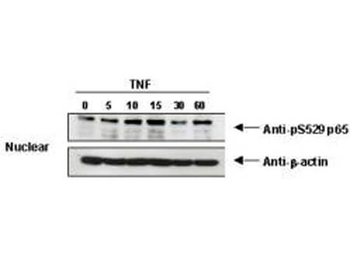 RELA Antibody