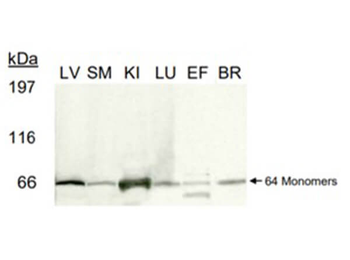 Angpt1 Antibody