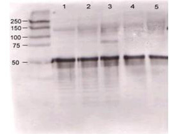 Angpt1 Antibody